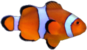 94 945500 percula clownfish by susan coral reef fish